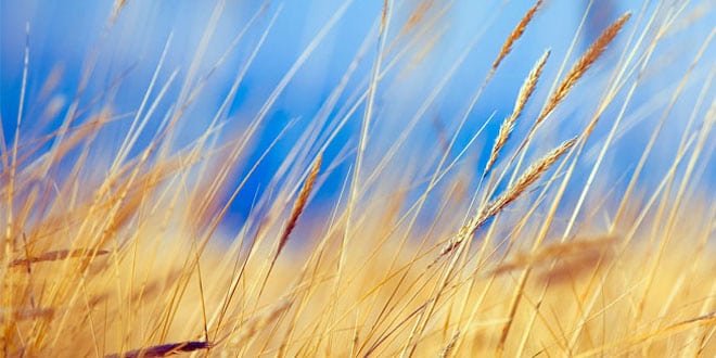 Met natuurlijk riet een rietgedekt huis bouwen